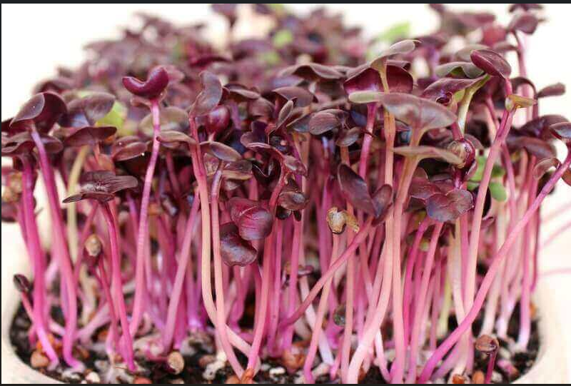 LilGrow Radish Microgreen