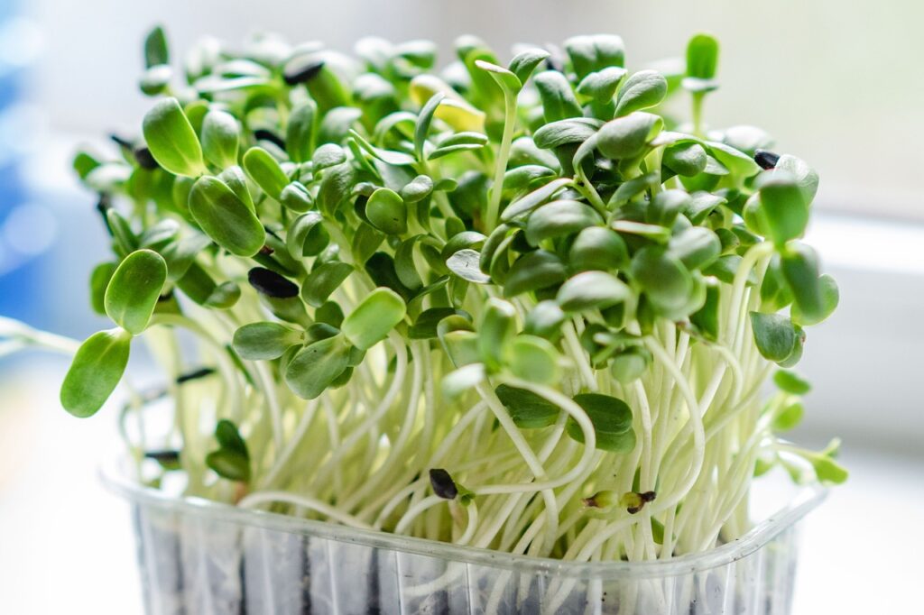 LilGrow Broccoli Microgreen.
