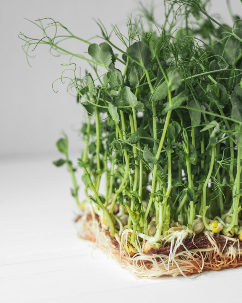 LilGrow Microgreen