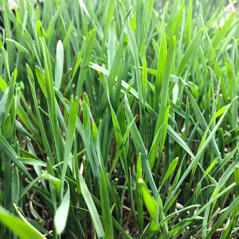 LilGrow Microgreen Wheatgrass